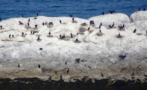 Cormorans, leurs nids et leur guano