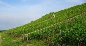 Chablis