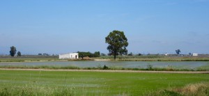 Le Delta de l'Ebre et ses rizières