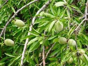 Déjà de très belles amandes 