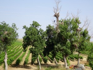 Les cigognes dans les vignes