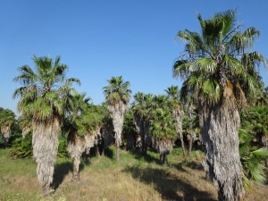 Rafraîchissante palmeraie en cours de route