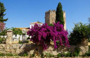 Les bougainvilliers nous offrent leurs splendides couleurs