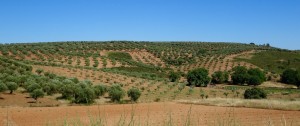Beaucoup d'oliviers dans cette région 