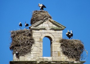 Colonisation des clochers