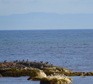 Le St-Laurent fait 70 km de largeur à Baie-Trinité 