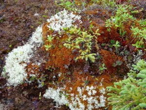 Île de Quarry Tourbière (lichen et mousse)