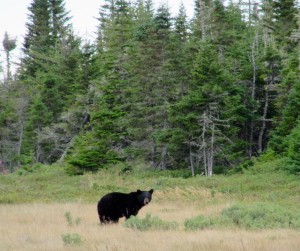 L'ours aime les myrtilles 