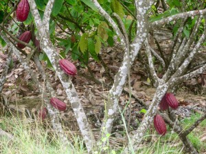 Cacaotier ét ses bogues