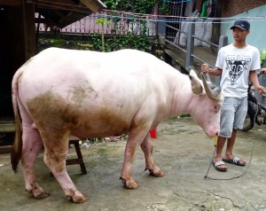 Un buffle albinos vaut autant qu'une voiture neuve