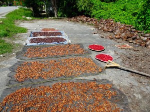 Séchage de cacao, fleurs et noix de coco