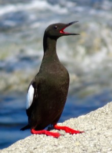 Guillemot à miroir