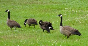 Petit groupe d'outardes